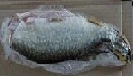 Lay fish flat on ruler.