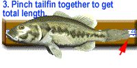 close fish's mouth.
